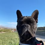 Luna GM - @lunahunter.frenchie - Instagram