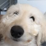 Luna Hunter - @lunaperandale - Instagram