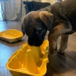 Luna Hunter - @lunatheborderterrier21 - Instagram