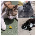 Luna, Hunter, & Dobby - @three_cats_livinglife - Instagram