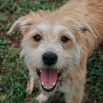 Luna - @lunahunterthedog - Instagram