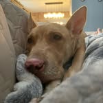 Luna Hurst - @lunasdogboarding - Instagram