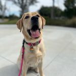 Luna Johnson - @lunaj_labrador - Instagram