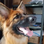 Luna Joyce The GSD 🇬🇧 - @luna_joyce_the_gsd - Instagram