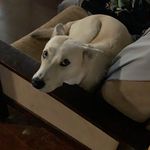 Luna Keller - @luna_wolffie - Instagram