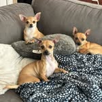 Luna, Kramer and Daphne Ruziska - @lazy_luna21 - Instagram
