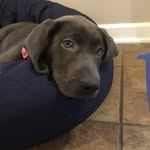 Luna - @luna_kramer.dog - Instagram