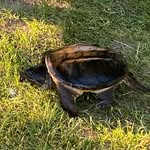 mr. turtle - @luna.kramer - Instagram