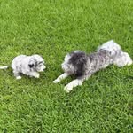 Luna & Lainey - @lifewithlunaandlainey - Instagram