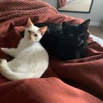 Luna & Lamb - @lambandluna - Instagram