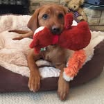 Luna Lamb - @lunathefoxylab - Instagram