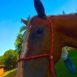 🍀🌻luna🌻🍀 - @luna_.lamblem - Instagram