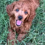 Toy Poodle - @_luna_lamb_ - Instagram