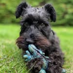 Luna Lawrence - @luna_lawrence_the_dog - Instagram