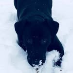 Luna the Lab - @lunalawrence_lab - Instagram