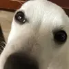 luna leach - @lunadog1720 - TikTok