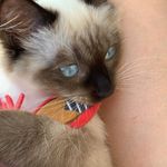 Luna The Cat 🐱 - @lunaleach2022 - Instagram