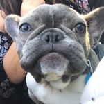 Luna Nova Levine - @lunanovalevine - Instagram