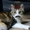 LunaLevineTheProtectorOfficial - @lunalevinetheprotector - TikTok