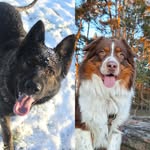 Luna & Levy - @dat_shepherd2021 - Instagram