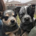 Luna & Levy - @luna.and.levy - Instagram