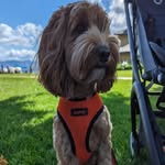Luna  Levy 🐶 - @luna.labradoodle2020 - Instagram