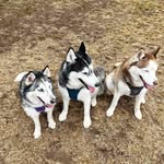 Luna, Lincoln, & Levy - @lincandluna - Instagram