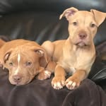 emz_999 - @luna_logan_xl_bullies - Instagram
