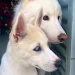 Huskys Luna e Logan 🐕🐶 - @luna_loganm - Instagram