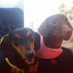 Luna   &   Logan - @lunalogan_dachshunds - Instagram