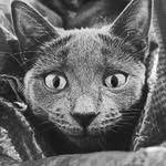 Luna & Logan - @milwrightcats - Instagram