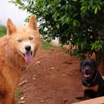 Luna / Logan / Baguera / Kiara - @luna_logan_baguera - Instagram