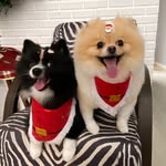 Luna e Logan | Irmãos Spitz - @luna_logan_spitz - Instagram