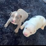 Luna_Logan - @lun.alogan - Instagram