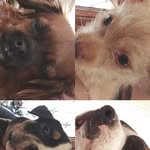 Luna Logan Moana e Maui - @luna.logan.moana.maui - Instagram