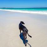 Luna & Arky - @luna_long_dog - Instagram