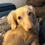 Luna | long haired miniature dachshund - @lunalongqueen - Instagram