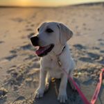 Luna 🌙 - @lunalongbeach - Instagram