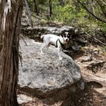 Luna Long - @lunalongpup - Instagram