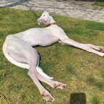 🐾🐾Luna Long Legs🐾🐾 - @lunalonglegs_ - Instagram