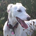 Luna Long Legs - @long.white.dog - Instagram