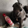 Luna long legs 🐾 - @lunathegreyhound_ - TikTok