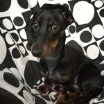 luna_long_love - @daschund__life - Instagram