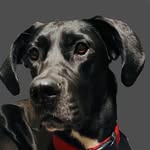 Luna Lowe - @luna_the_petite_dane - Instagram