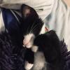 Luna Lowe - @itzlunathecat - TikTok