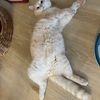 Luna Löwe - @luna.lwe - TikTok