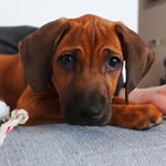 Unathi Luna Löwenschwanz - @luna.lowenschwanz - Instagram