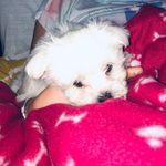 Luna - @luna_lyons19 - Instagram