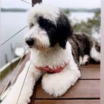 Luna Lyons - @lulu_askforthe_sheepadoodle - Instagram