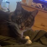 Luna Malone Myerchin - @luna.the.cat1234 - Instagram